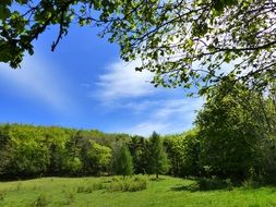 Landscape with the trees in the forest in spring