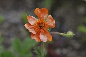 orange poppy flower in the garden