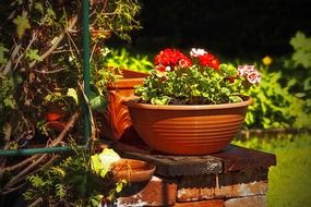 green plants in flowerpots with flowers