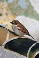 Macro picture of bird
