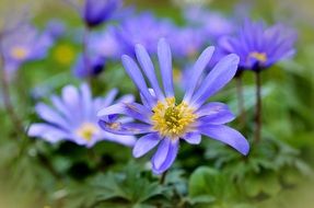 beautiful bright rays anemones