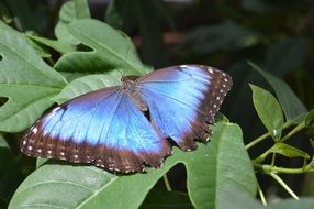 blue morpho peleides butterfly on green leaf