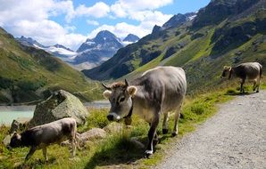 cattle on a mountain road in Austria