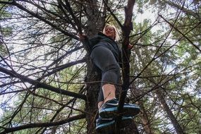 climber on a tree