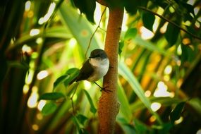 wren bird in wildlife