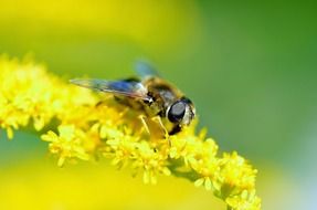 hover fly insect close-up