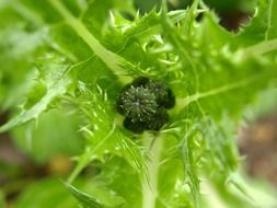 thistle plant nature