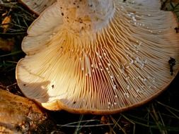 inverted mushroom on the ground in the forest