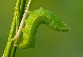 Close-up of the green Svensson's Pyramid Owl on the green plant