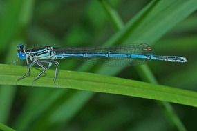 blue dragonfly insect macro