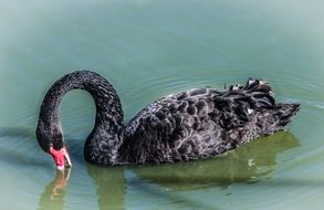 Black swan in the water