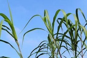 green reed on the blue sky