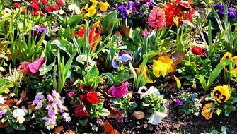 a lot of colorful flowers in the garden close-up