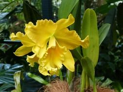 yellow flower in the Singapore botanical garden