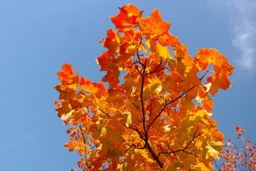 fiery red leaves in autumn