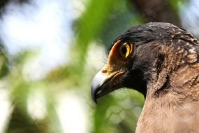 portrait of an eagle with yellow eyes