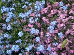 pink and blue forget me not flowers