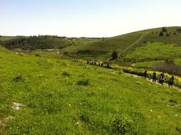 green spring meadow on a sunny day