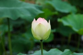 soft lotus flowers