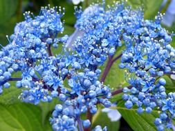 blue hydrangeas flowers close-up on blurred background