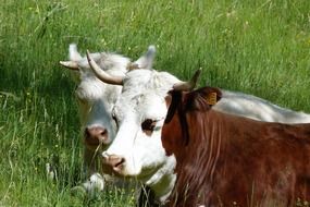 colorful cows on a meadow in a farm in spring