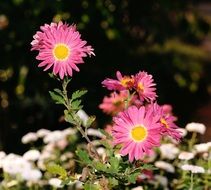 pink asters on a bush close up