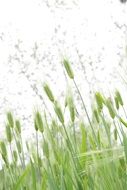 green ears of barley close up