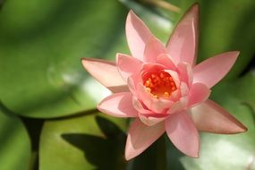 pink water lily