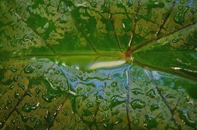 wet green leaf close up