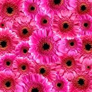 splash of pink flowers