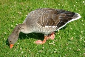 Wild goose in a green meadow