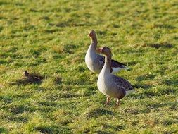 geese in a green meadow
