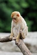 wonderful monkey