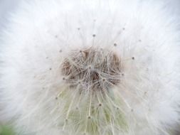 Soft dandelion bud