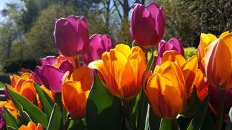 Purple and yellow tulips in the garden