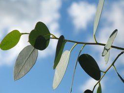 green eucalyptus leaves on branch close-up