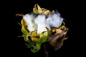cotton capsule