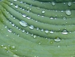 raindrops on a hosta leaf