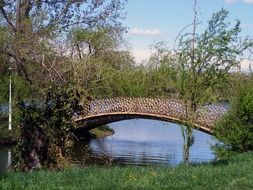 Green trees near the bridge