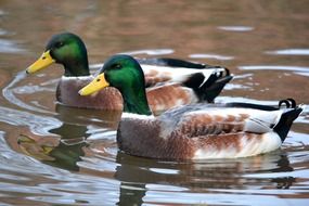 two drakes on a pond
