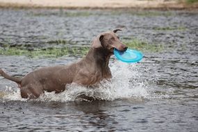 dog with a toy in it&#039;s mouth