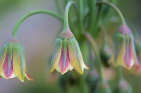 Pale pink flowers in the form of bells