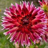 Beautiful, blooming red, pink and white dahlia flower