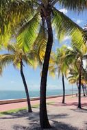 green palm trees on the coast