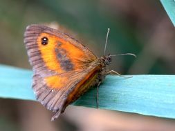 Butterfly on a wooden stick