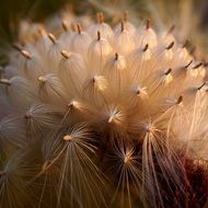 macro photo of white flower