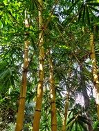 thicket of japanese bamboo forest