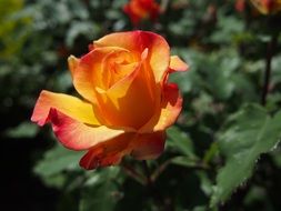 beautiful orange red rose in the garden