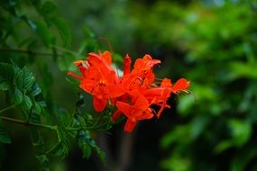 Bright flowers on a bush Tecoma capensis