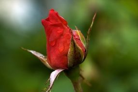Close-up of the beautiful red rose flower in water drops